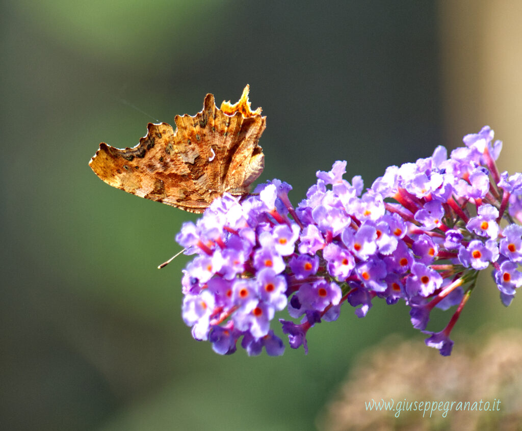 Polygonia c-album Pagina inferiore, visibile il distintivo
 segno bianco a C da cui il nome