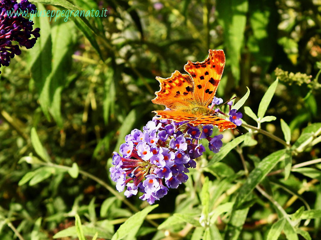 Polygonia c-album 