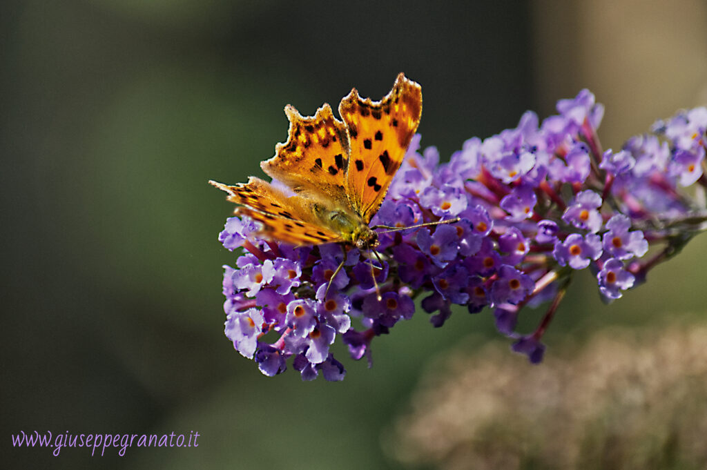 Polygonia c-album su fiore di Buddleja