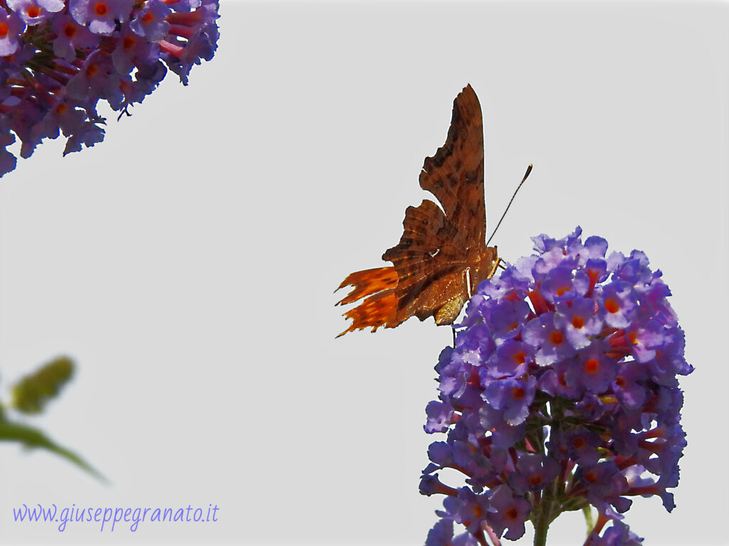 Polygonia c-album 