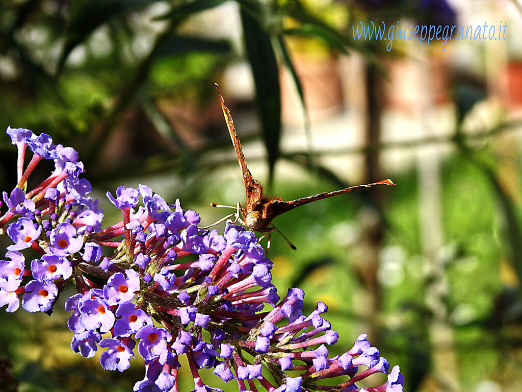 Polygonia c-album 